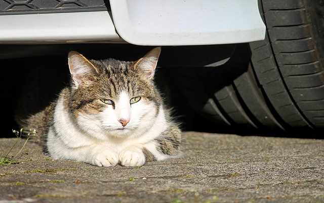 Comment protéger les meubles en cuir contre les griffes de chat ?