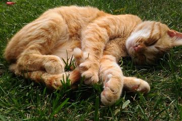 Comment rendre l'herbe-aux-chats répulsif contre les moustiques