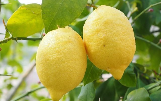 Comment savoir quand un citronnier sur un arbre est mûr ?