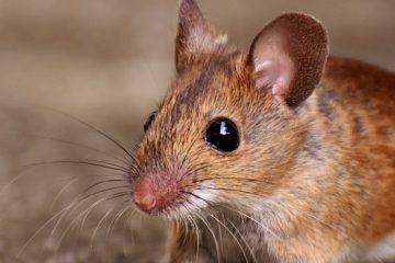 Comment se débarrasser des souris en bois