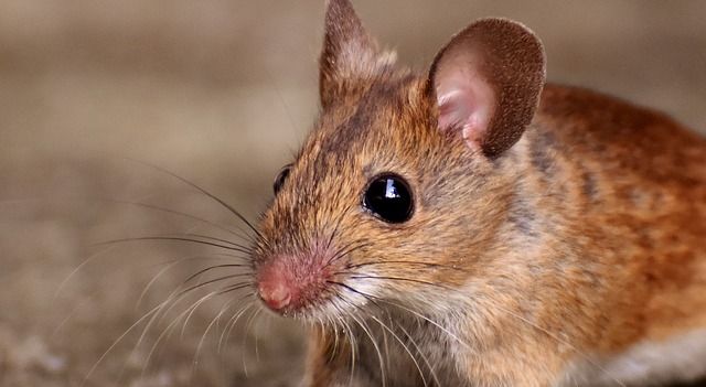 Comment se débarrasser des souris en bois