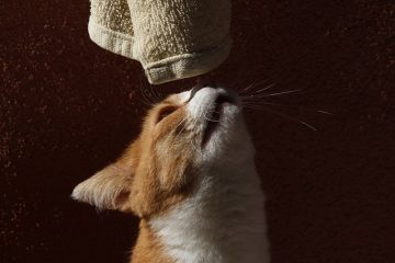 Comment sédater un chat avant un rendez-vous chez le vétérinaire