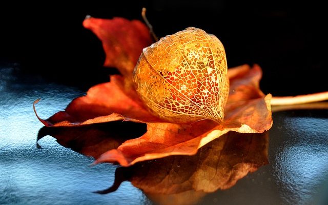 Comment soigner les fleurs de lanternes chinoises