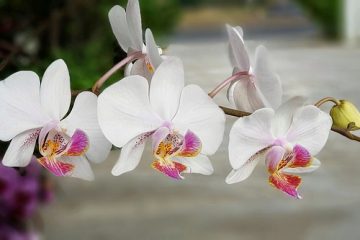 Comment soigner les plantes d'intérieur d'orchidées d'intérieur