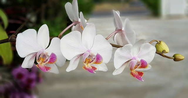 Comment soigner les plantes d'intérieur d'orchidées d'intérieur