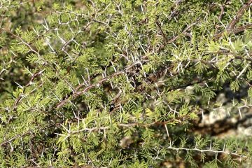 Comment tailler l'épinette à nid d'oiseau