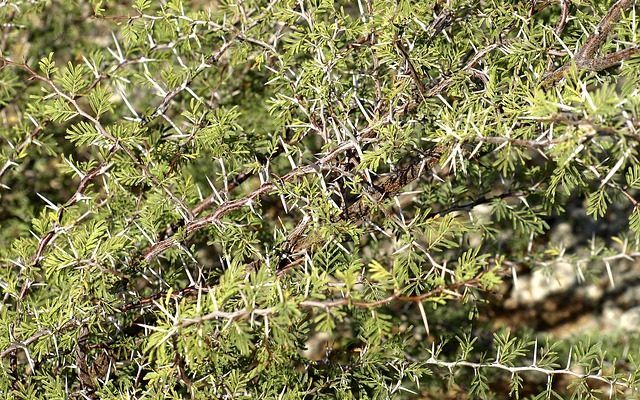 Comment tailler l'épinette à nid d'oiseau