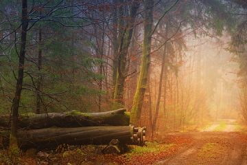 Comment tailler les arbres laburnum