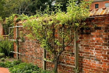 Comment tailler les pommiers Espaliered Apple Trees