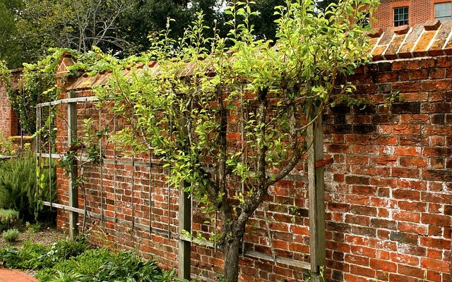 Comment tailler les pommiers Espaliered Apple Trees