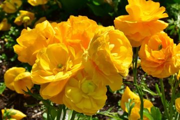 Des couleurs qui complètent le jaune