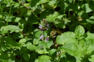 Des fleurs qui empêchent les guêpes et les frelons d'entrer.