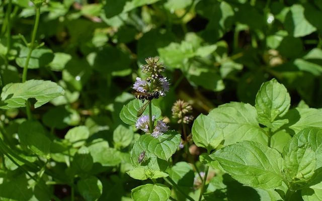 Des fleurs qui empêchent les guêpes et les frelons d'entrer.