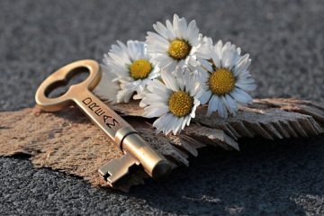 Description des fleurs de marguerite