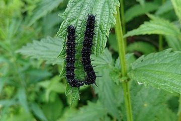Est-ce que les chenilles Caterpillars mangent des plants de fraises ?