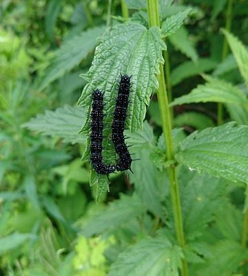 Est-ce que les chenilles Caterpillars mangent des plants de fraises ?