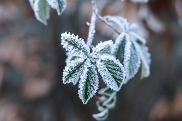 Est-ce que les fleurs de stock fleurissent tout l'été ?