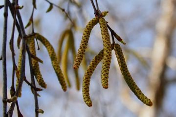 Faits sur le bois de bouleau