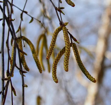 Faits sur le bois de bouleau