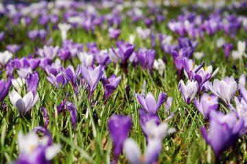 Fleur avec des pétales qui sont blancs sur le dessus et violet à l'intérieur.