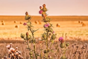 Fleurs qui sont en saison au début du mois d'octobre.