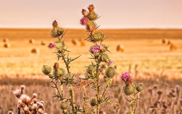 Fleurs qui sont en saison au début du mois d'octobre.