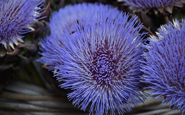 Information sur la fleur de chardon des champs de fleurs de chardon