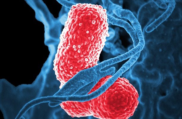 La pneumonie basale est-elle contagieuse ?