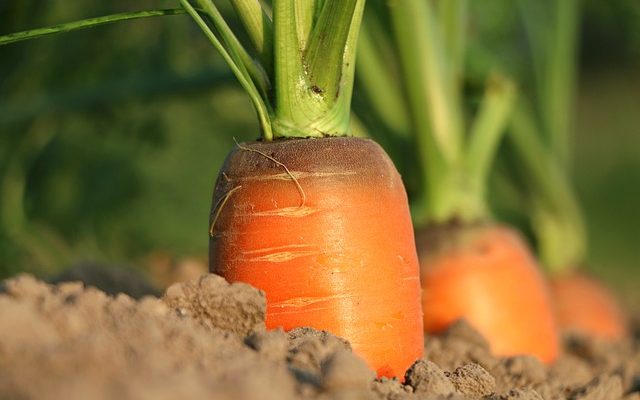 Les meilleures vitamines pour la croissance en hauteur