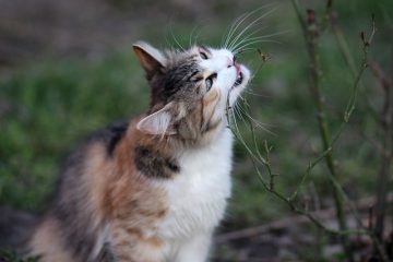 Nourriture pour chat faite maison pour les chats atteints d'une maladie rénale