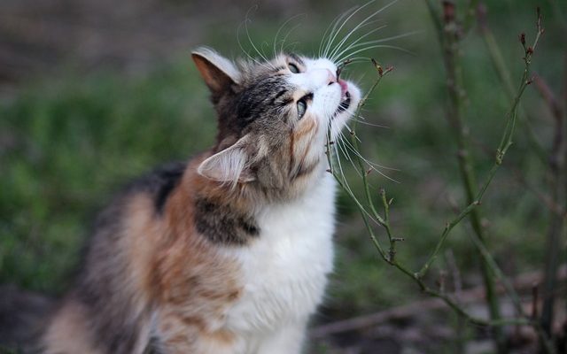 Nourriture pour chat faite maison pour les chats atteints d'une maladie rénale