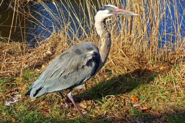 Oiseaux et maladies pulmonaires