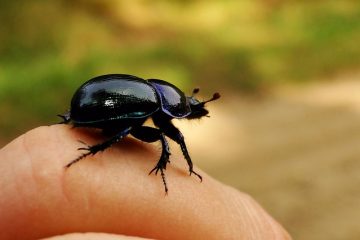 Petites punaises jaunes avec des taches noires qui ressemblent à une coccinelle.