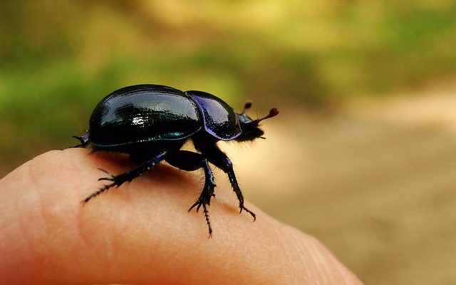 Petites punaises jaunes avec des taches noires qui ressemblent à une coccinelle.