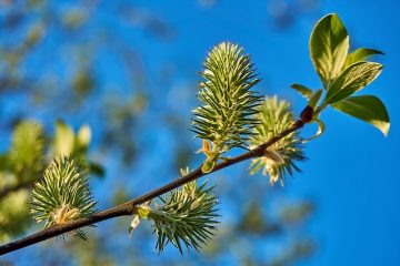 Peut-on planter du saule tacheté dans un contenant ?