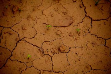 Plantes à massif pour conditions sèches