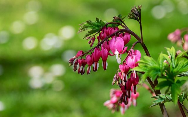 Plantes vivaces avec des fleurs qui ressemblent à des clochettes roses