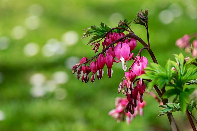 Plantes vivaces avec des fleurs qui ressemblent à des clochettes roses -  Fiche pratique sur Lavise.fr