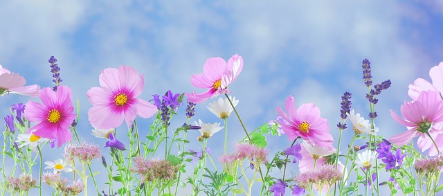 Pourquoi une plante de lavande jaunit-elle ?