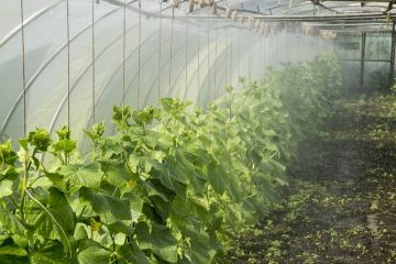 Problèmes avec les plants de concombres