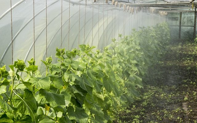 Problèmes avec les plants de concombres