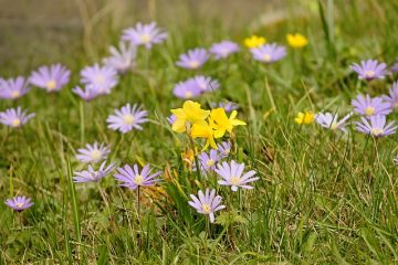 Quand Crocus fleurit-il ?