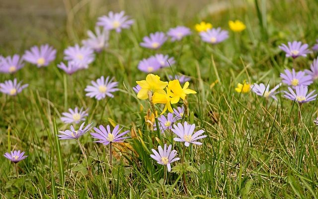 Quand Crocus fleurit-il ?