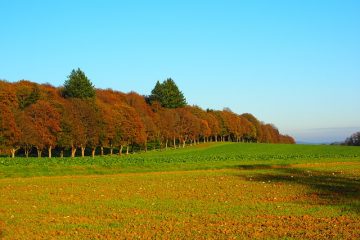 Quand fertiliser les arbres fruitiers