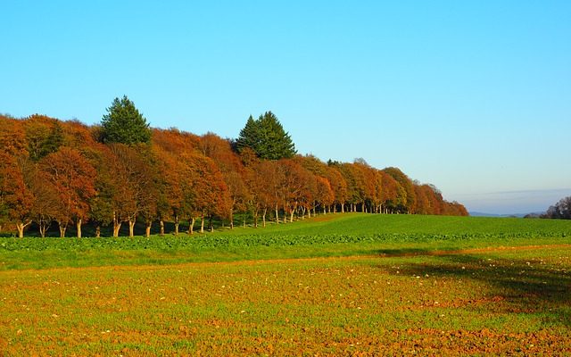 Quand fertiliser les arbres fruitiers