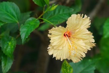 Qu'est-ce qu'une plante Hibiscus avec des couleurs différentes ?