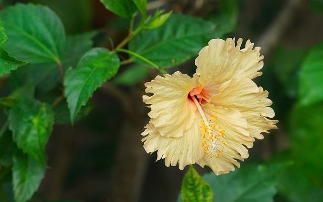 Qu'est-ce qu'une plante Hibiscus avec des couleurs différentes ?