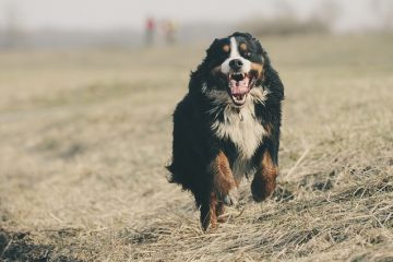 Stades de l'insuffisance cardiaque congestive chez le chien