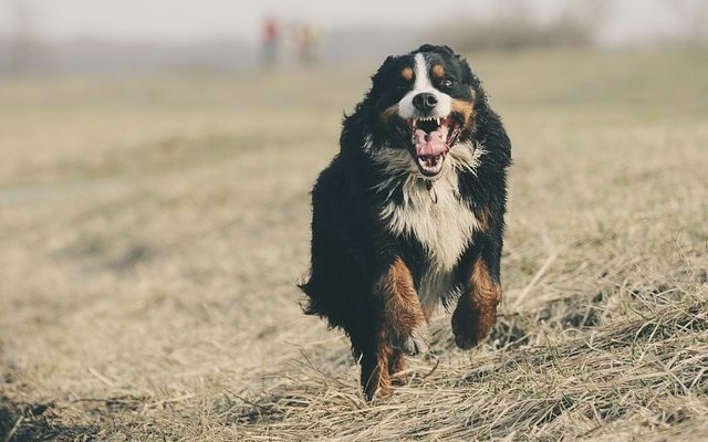 Stades de l'insuffisance cardiaque congestive chez le chien