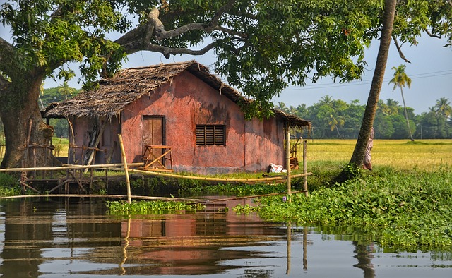 À quelle distance d'une maison puis-je planter un arbre ?